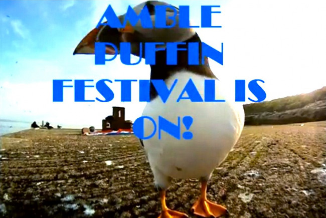 Amble Puffin Festival